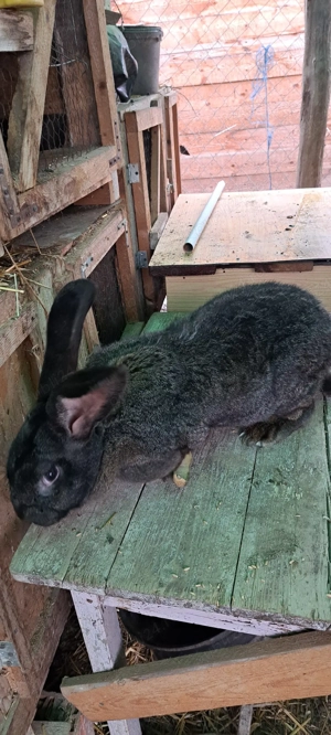 vând Uriaș German  - imagine 2