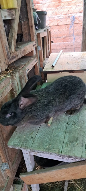 vând Uriaș German  - imagine 3