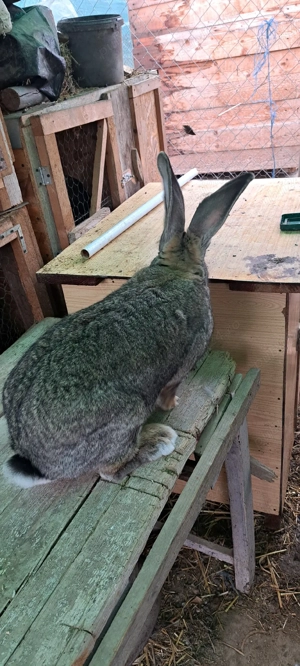 vând Uriaș German  - imagine 4