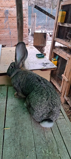 vând Uriaș German  - imagine 5