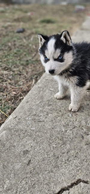 Donez Husky siberian 2 luni - imagine 2