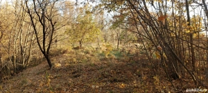 Teren Gorgota Dambovita - imagine 9