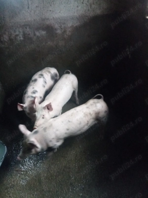 suldei de 30 kg din mama  marele alb  si tata pietrain    2 masculi castrati   1 femela  - imagine 3
