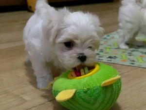 Bichoni maltezi mini toy  - imagine 3