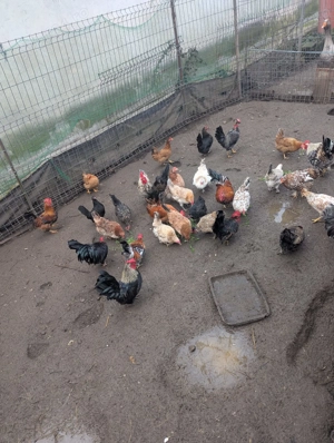 Vand gainute si cocosi pitici - imagine 2