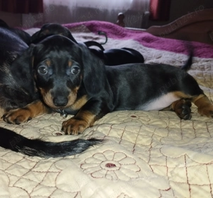  O fetite  Teckel ! - imagine 2