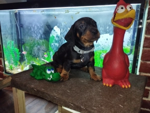  O fetite  Teckel ! - imagine 3