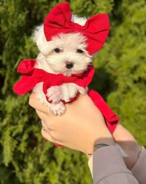 Puiuți de bichon maltez mini toy fete și băieți  - imagine 4