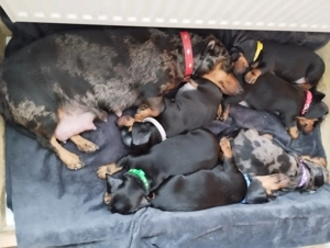  O fetite  Teckel ! - imagine 4