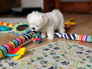 Bichoni maltezi mini toy  - imagine 5