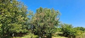 Vila Ialomita -Livedea lac - imagine 16