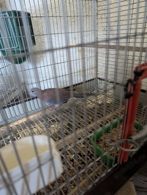 Vand turturele de senegal, pescarusi japonezi si papagali cantatori - imagine 5