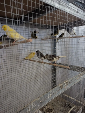 Vand turturele de senegal, pescarusi japonezi si papagali cantatori