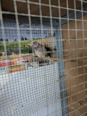 Vand turturele de senegal, pescarusi japonezi si papagali cantatori - imagine 4