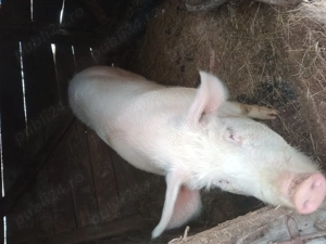 Vand purcea de 11 luni - imagine 3