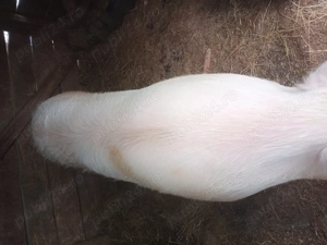 Vand purcea de 11 luni