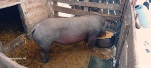 de vânzare  - imagine 2