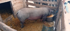 de vânzare  - imagine 3