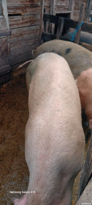 de vânzare  - imagine 4