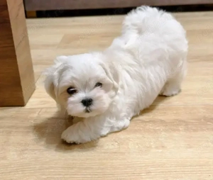 Bichoni maltezi mini toy 