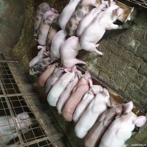 Vand purcei de 10 săptămâni - imagine 5