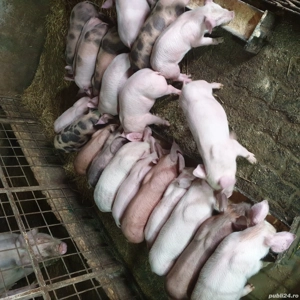 Vand purcei de 10 săptămâni - imagine 2