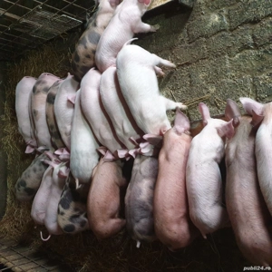 Vand purcei de 10 săptămâni - imagine 4