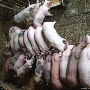 Vand purcei de 10 săptămâni - imagine 3