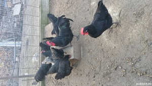 De vanzare oua de incubat italiene, australorp si ameraucana  - imagine 4