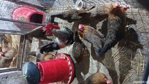 De vanzare oua de incubat italiene, australorp si ameraucana  - imagine 5