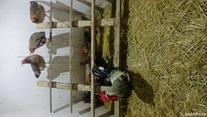 De vanzare oua de incubat italiene, australorp si ameraucana 