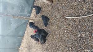 De vanzare oua de incubat italiene, australorp si ameraucana  - imagine 3