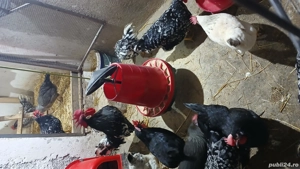 De vanzare oua de incubat italiene, australorp si ameraucana  - imagine 2