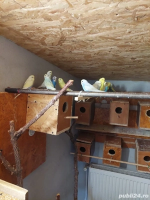 Peruși de vânzare  - imagine 2