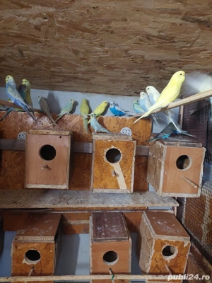 Peruși de vânzare  - imagine 3