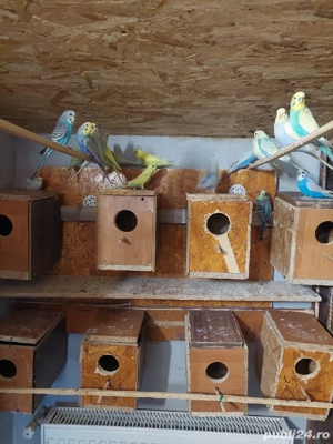 Peruși de vânzare  - imagine 4