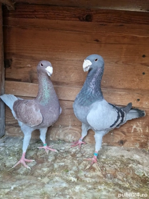 porumbei germani - imagine 4