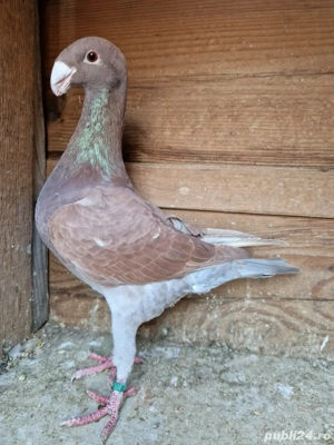 porumbei germani - imagine 2