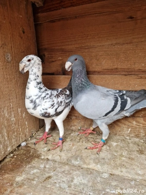 porumbei germani - imagine 5