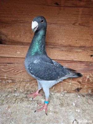 porumbei germani - imagine 3