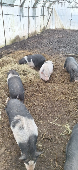 Purcei rasa vietnameza varietatea mare - imagine 5