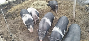 Purcei rasa vietnameza varietatea mare