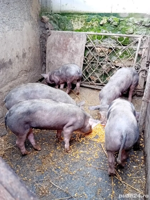 Purcei rasa de carne