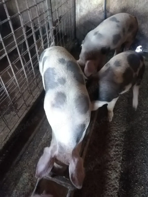 Vând soldani  - imagine 2