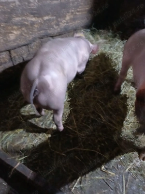 Vand 2 scrofițe pietrain pentru reproducție! - imagine 2