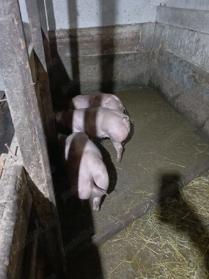 Vand 2 scrofițe pietrain pentru reproducție!