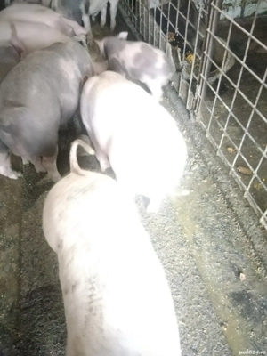 Vând soldani  - imagine 5