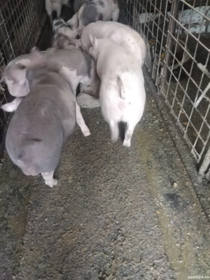 Vând soldani  - imagine 4