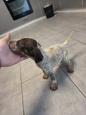 Căței brac german - imagine 5