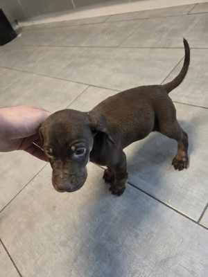 Căței brac german - imagine 2